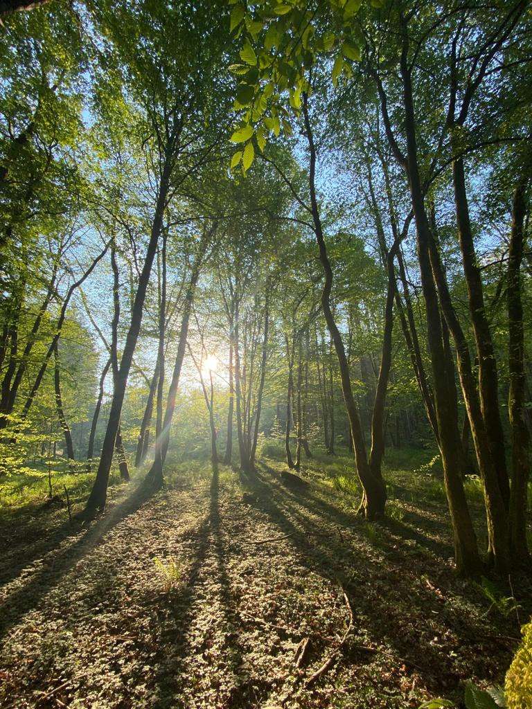 De Groene Kathedraal Activiteiten | ECOlonie